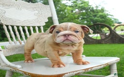 English Bulldog dogs for sale: Bubbles - Image 5