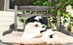Miniature Poodle dogs for sale: Miniature Poodle 2 puppies - Image 10