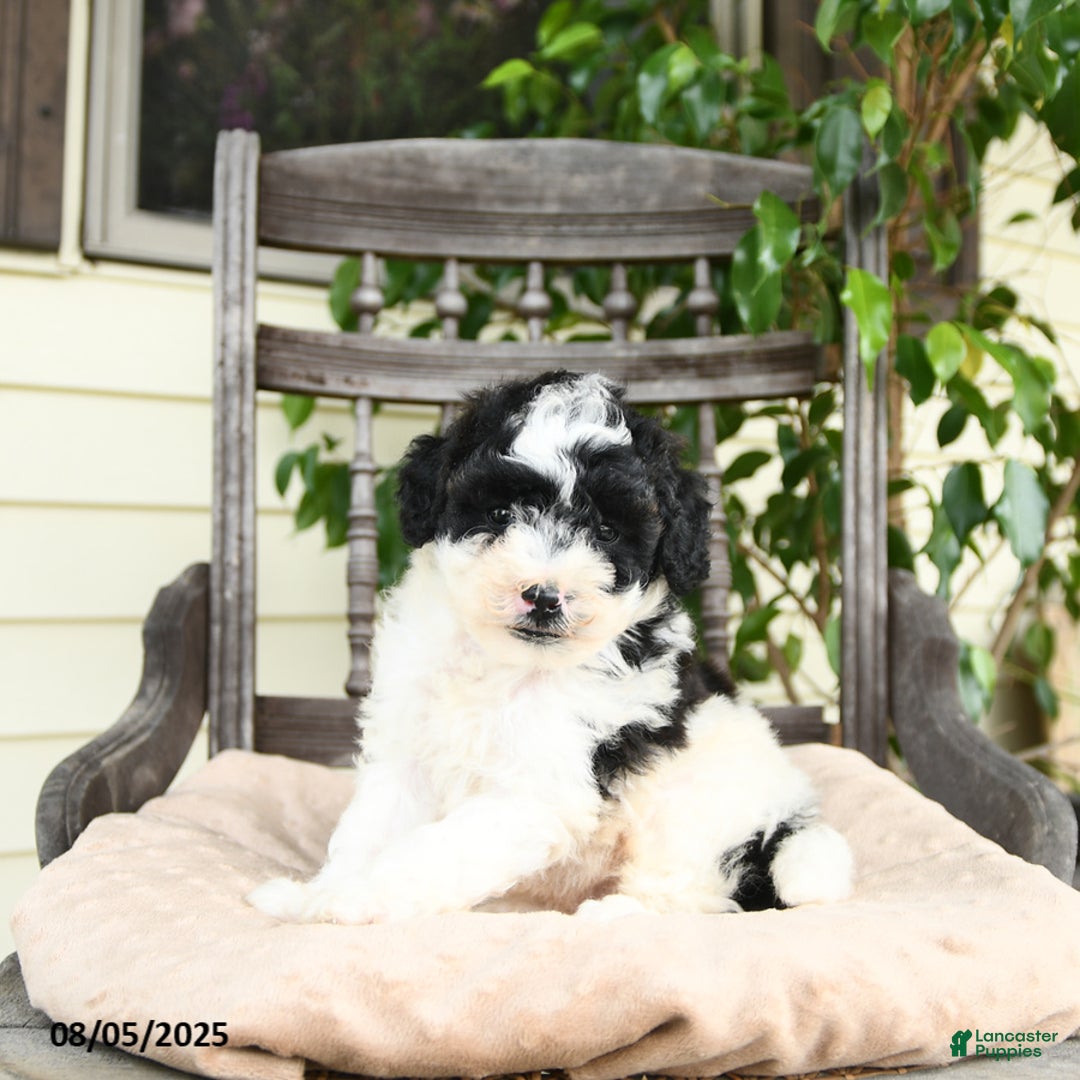 Miniature Poodle dogs for sale: Miniature Poodle 2 puppies - Image 10