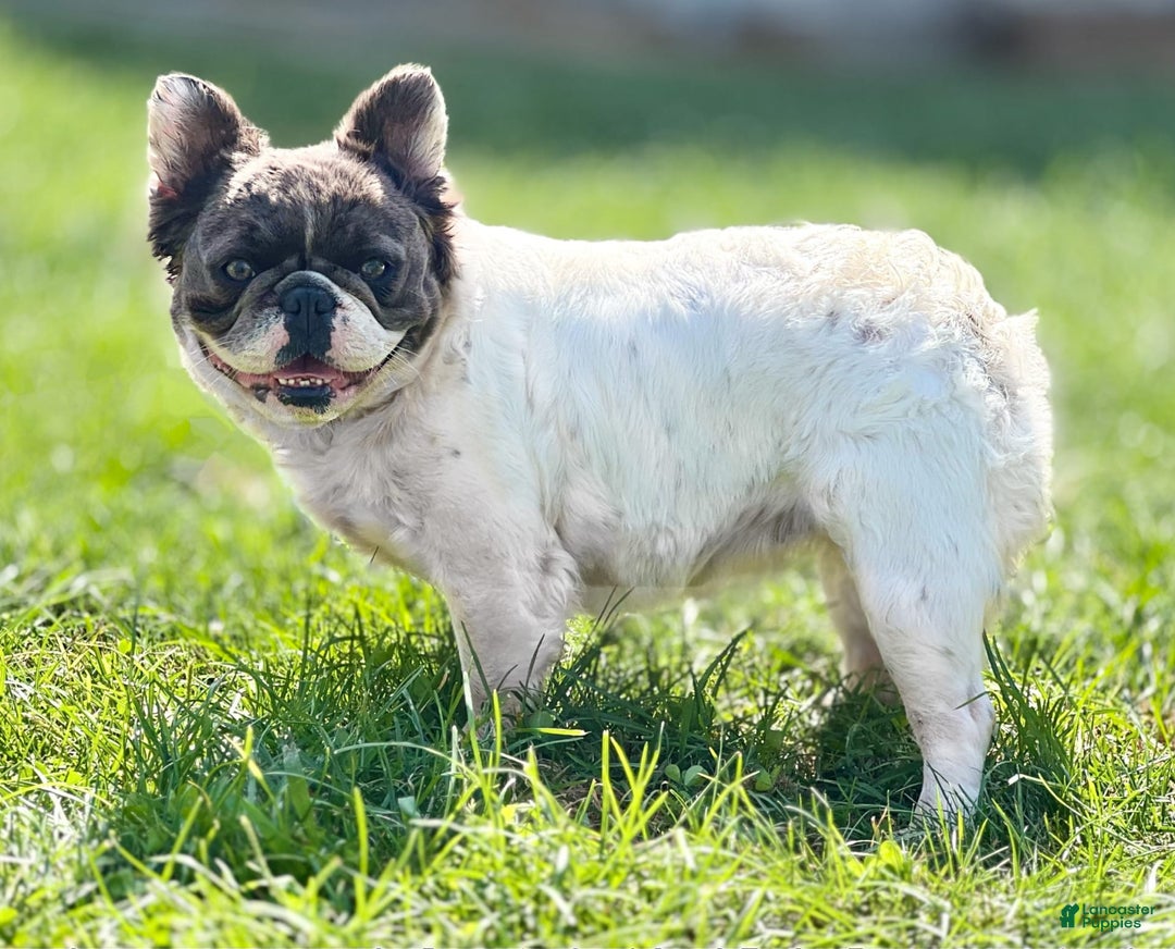 French Bulldog dogs for sale: Piglet - Image 5