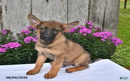 German Shepherd dogs for sale: Dakota - Image 1