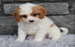 Cavapoo dogs for sale: Abby - Image 1