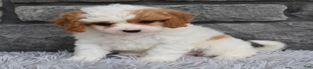 Abby