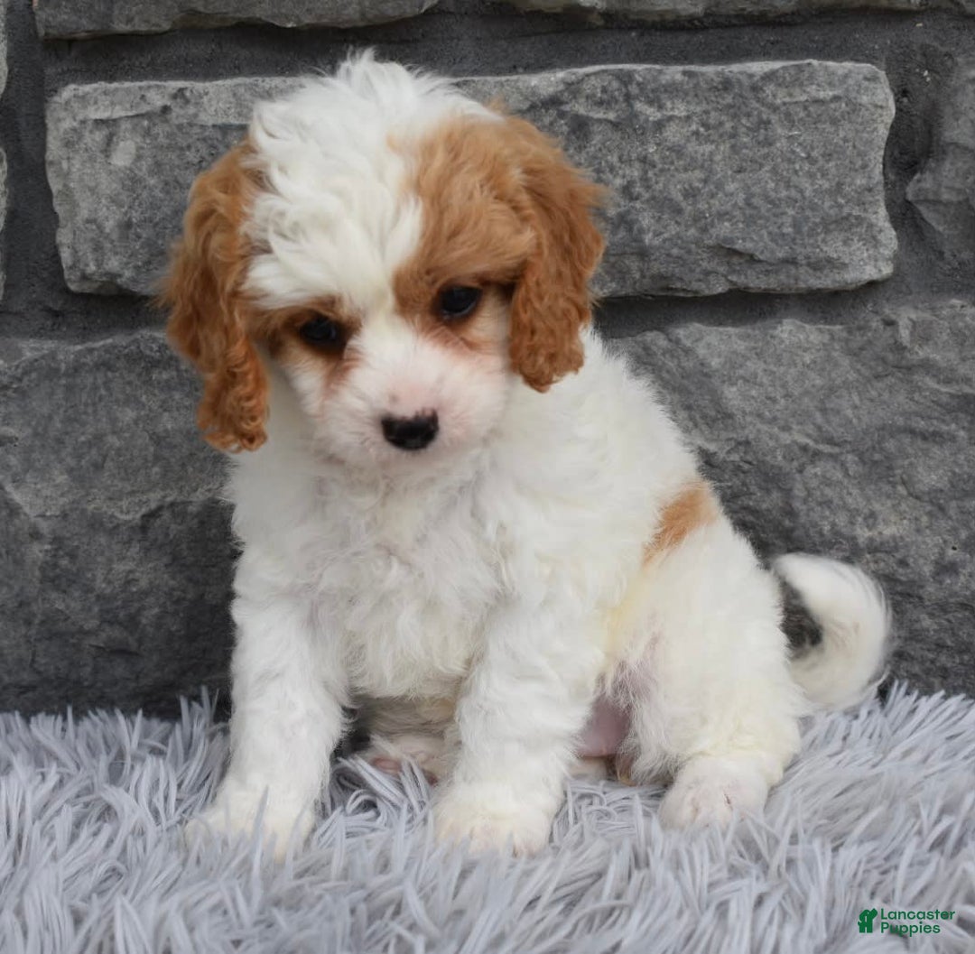 Cavapoo dogs for sale: Abby - Image 1