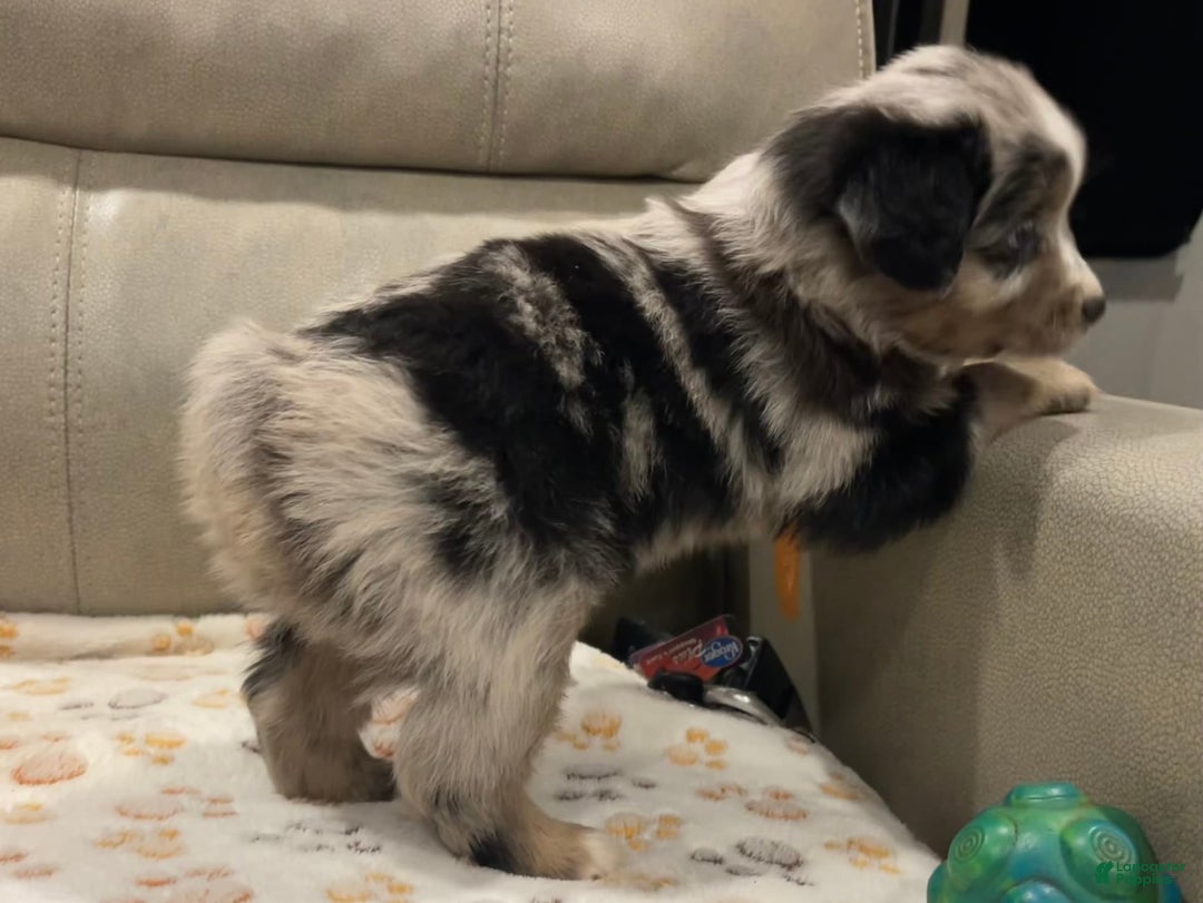 Miniature Australian Shepherd dogs for sale: Princess Elsa - Image 6