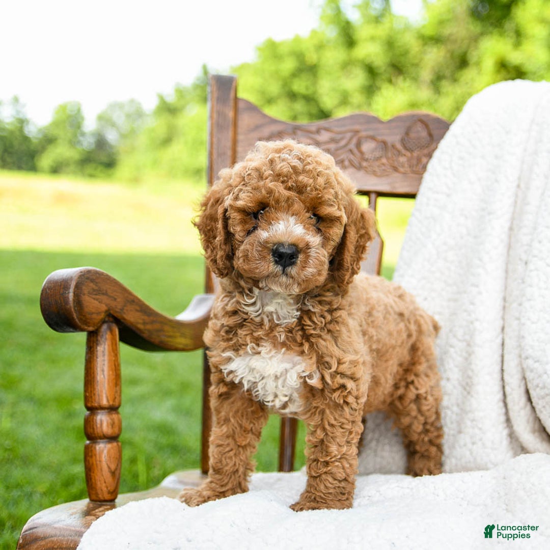 Toy Poodle dogs for sale: Moose - Image 1
