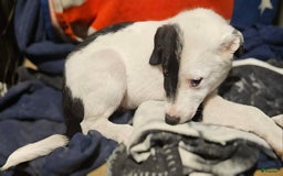 Border Collie dogs for sale: Hondo - Image 21
