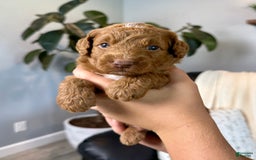 Mini Goldendoodle dogs for sale: Liam - Image 5
