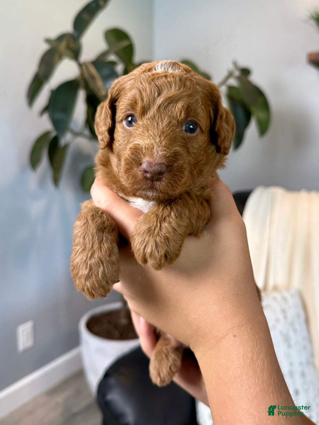 Mini Goldendoodle dogs for sale: Liam - Image 5