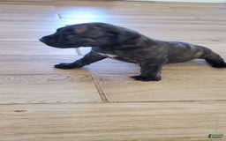 South African Boerboels dogs for sale: Ready - Image 3