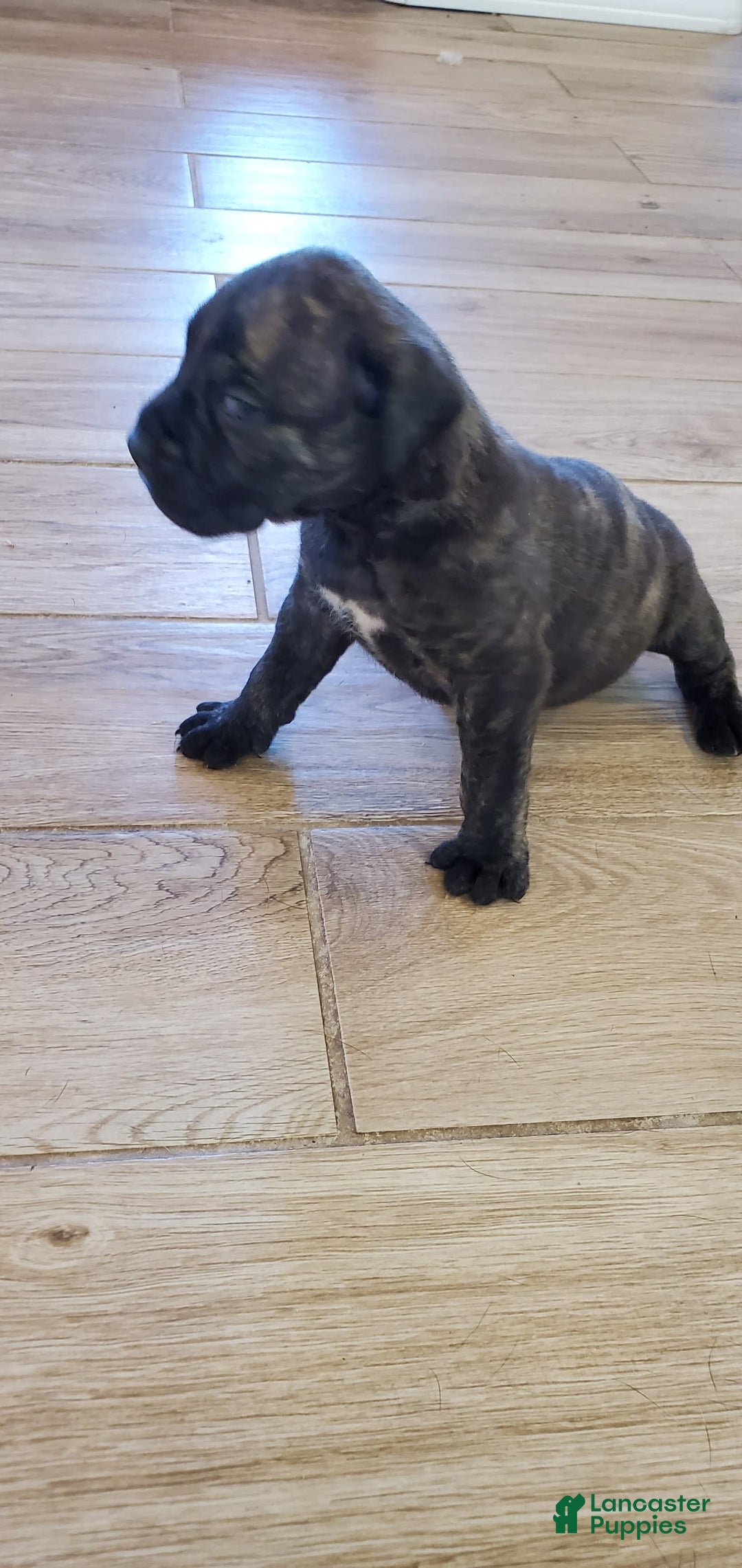 South African Boerboels dogs for sale: Ready - Image 3