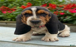 Basset Hound dogs for sale: Sally - Image 8
