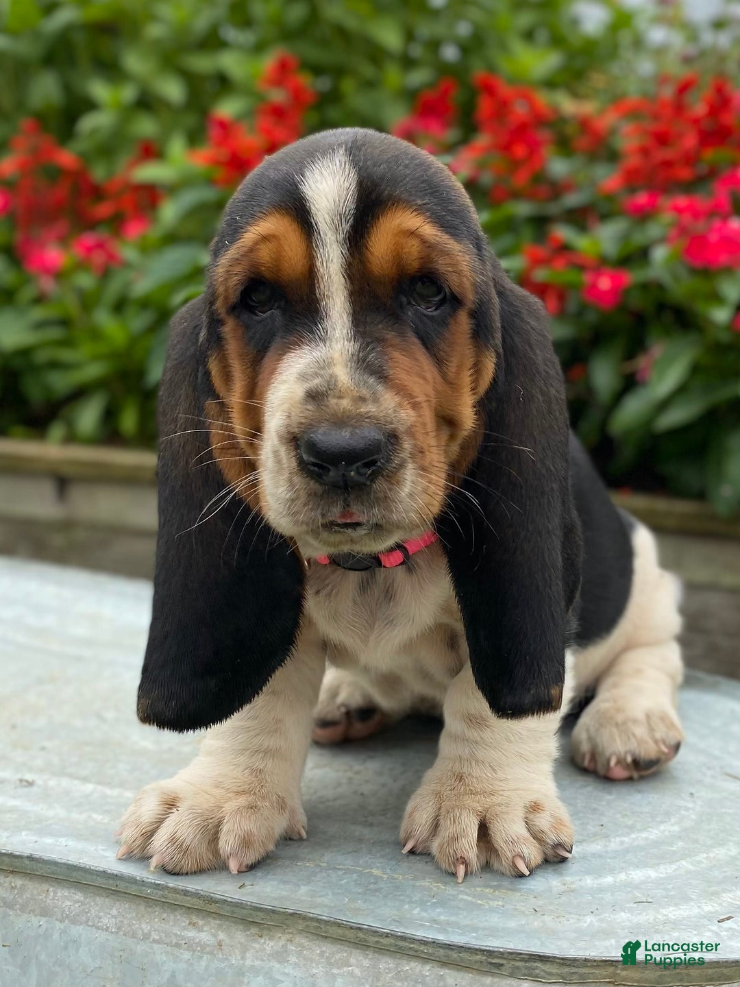 Basset Hound dogs for sale: Sally - Image 8