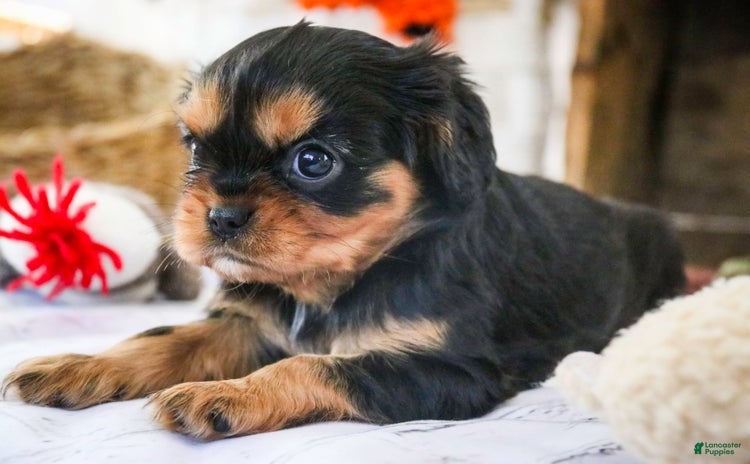 Cavalier King Charles Spaniel dogs for sale - Ad 3