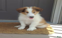Collie dogs for sale: Bandit - Image 2