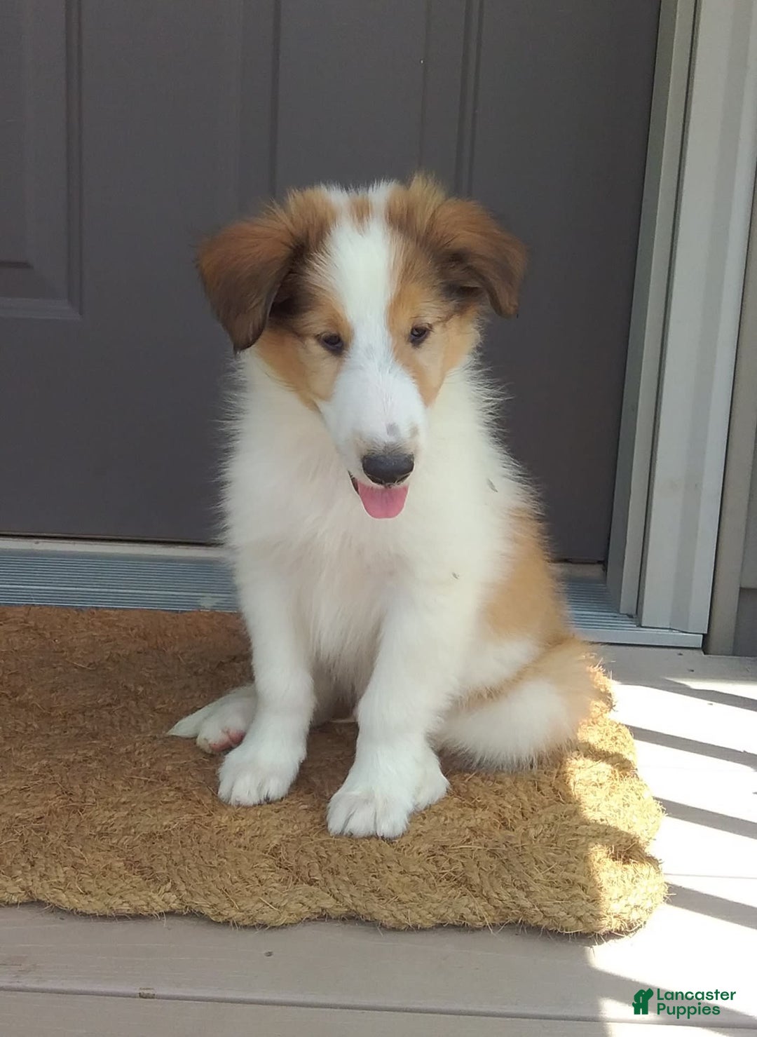 Collie dogs for sale: Bandit - Image 2