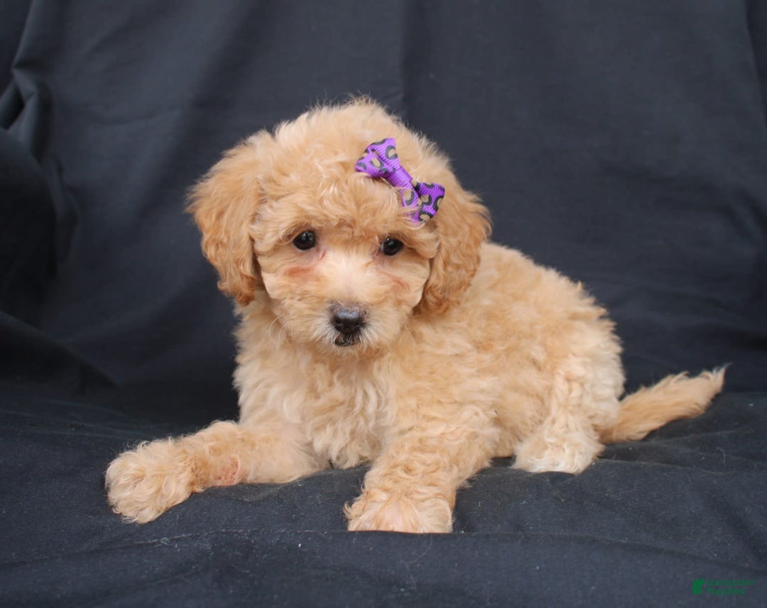 Bichpoo dogs for sale: Beauty - Image 4