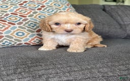 Cavapoo dogs for sale: Leo - Image 6
