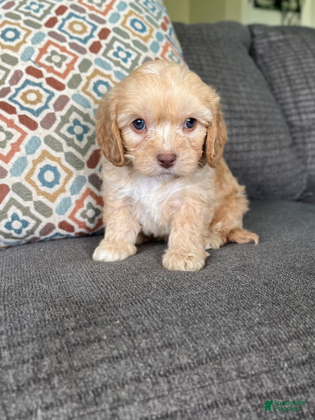 Cavapoo dogs for sale: Leo - Image 6
