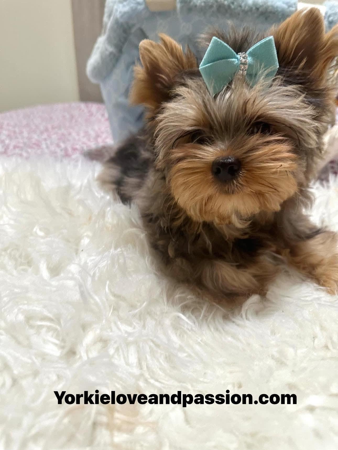 Yorkshire Terrier dogs for sale: Yorkshire Terrier 5 puppies - Image 4