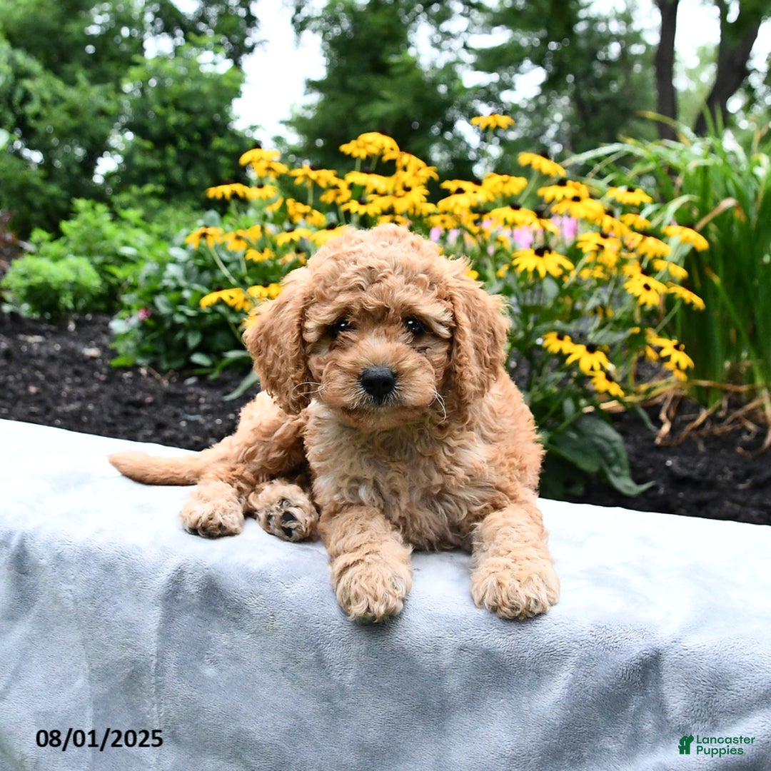 Cockapoo dogs for sale: Faith - Image 5