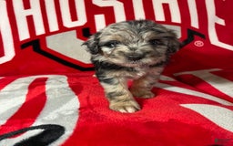 Mini Aussiedoodle dogs for sale: Tulip - Image 4