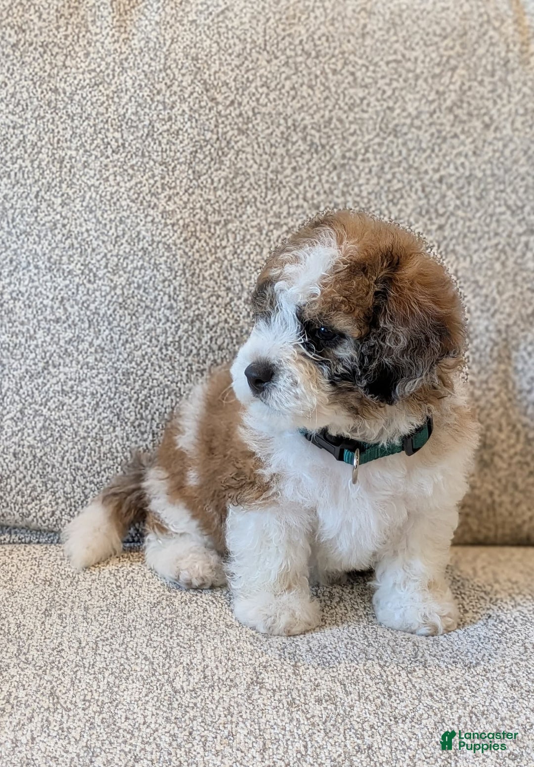 Saint Berdoodles dogs for sale: Roxy Mini Saint Berdoodle - Image 2
