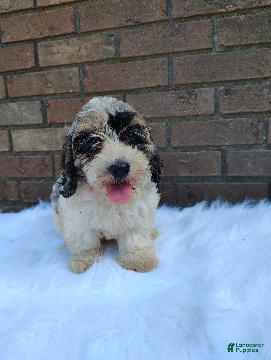 Cockapoo dogs for sale: Mary - Image 2