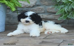 Bernedoodle dogs for sale: Bernedoodle 8 puppies - Image 24