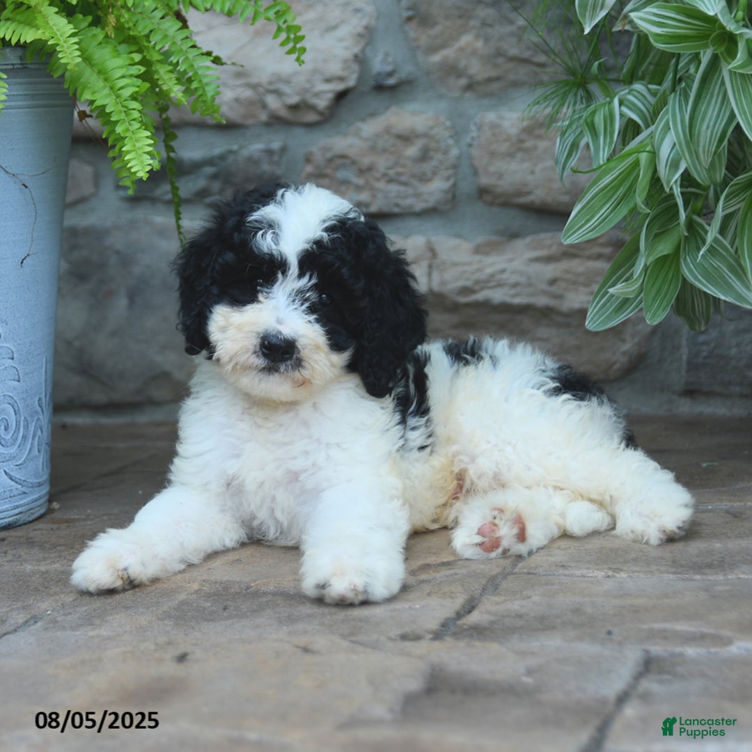 Bernedoodle dogs for sale: Bernedoodle 8 puppies - Image 24