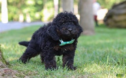Cockapoo dogs for sale: Midnight - Image 14