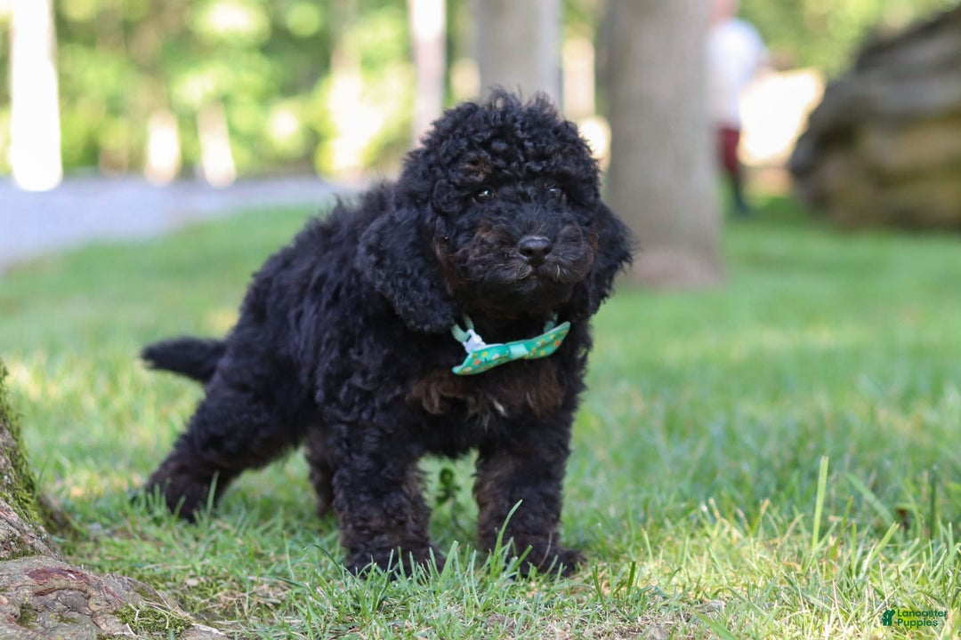 Cockapoo dogs for sale: Midnight - Image 14