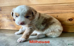 Australian Shepherd dogs for sale: Milhouse - Image 1