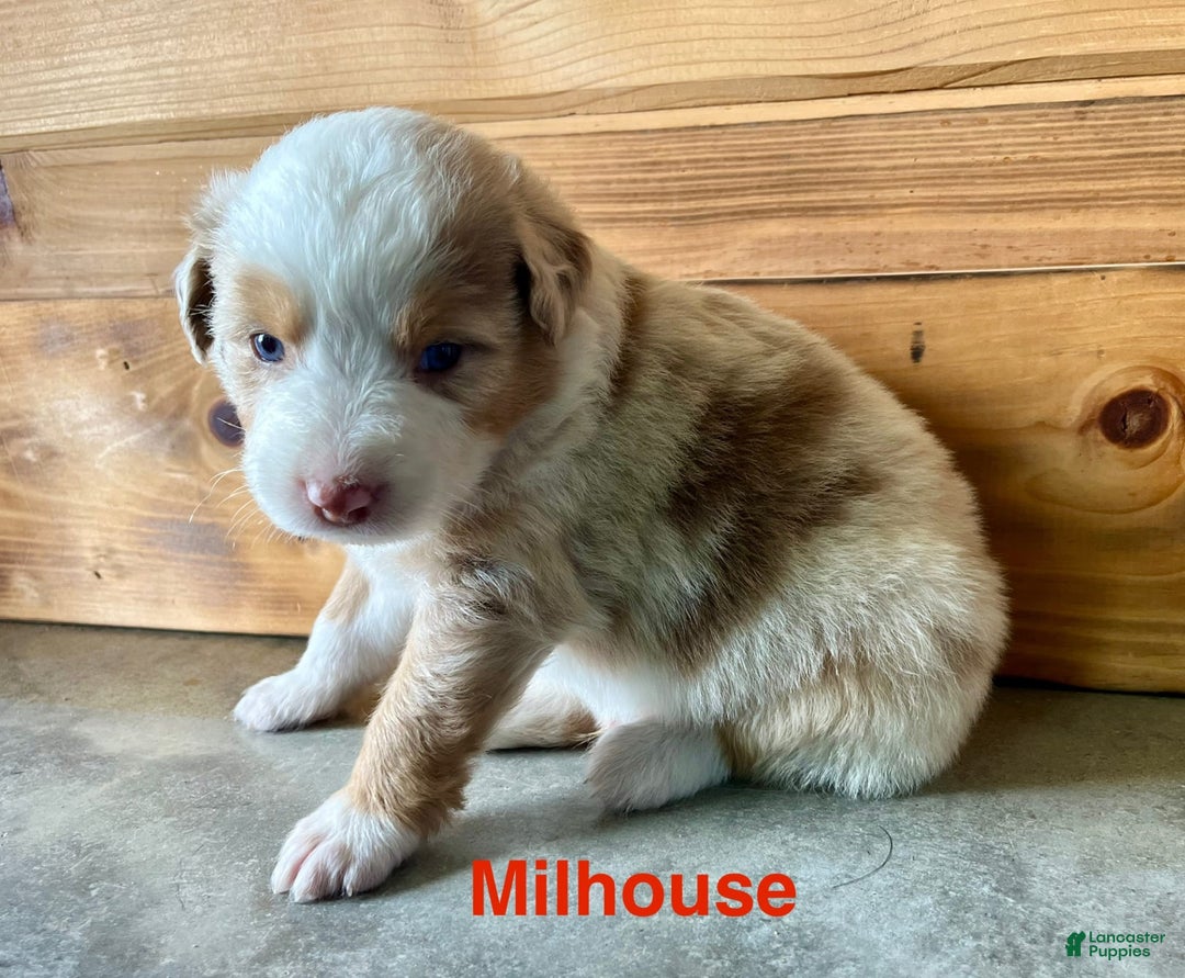 Australian Shepherd dogs for sale: Milhouse - Image 1