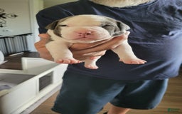 American Staffordshire Terrier dogs for sale: Aria - Image 1