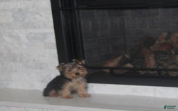 Yorkshire Terrier dogs for sale: Polly - Image 6