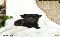 Havanese dogs for sale: Popcorn - Image 3