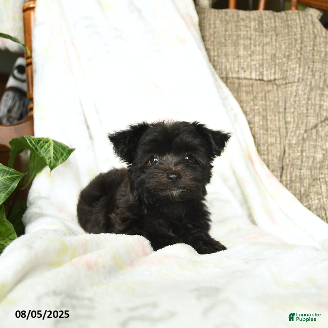 Havanese dogs for sale: Popcorn - Image 3