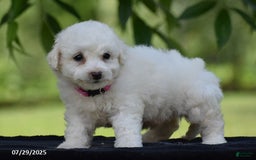 Bichon Frise dogs for sale: Trixie - Image 2