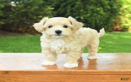 Maltipoo dogs for sale: Muddles - Image 5
