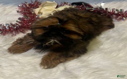 Shih Tzu dogs for sale: Butterfly Blue - Image 8