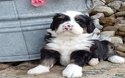 Mini Bernedoodle dogs for sale: Banjo - Image 15