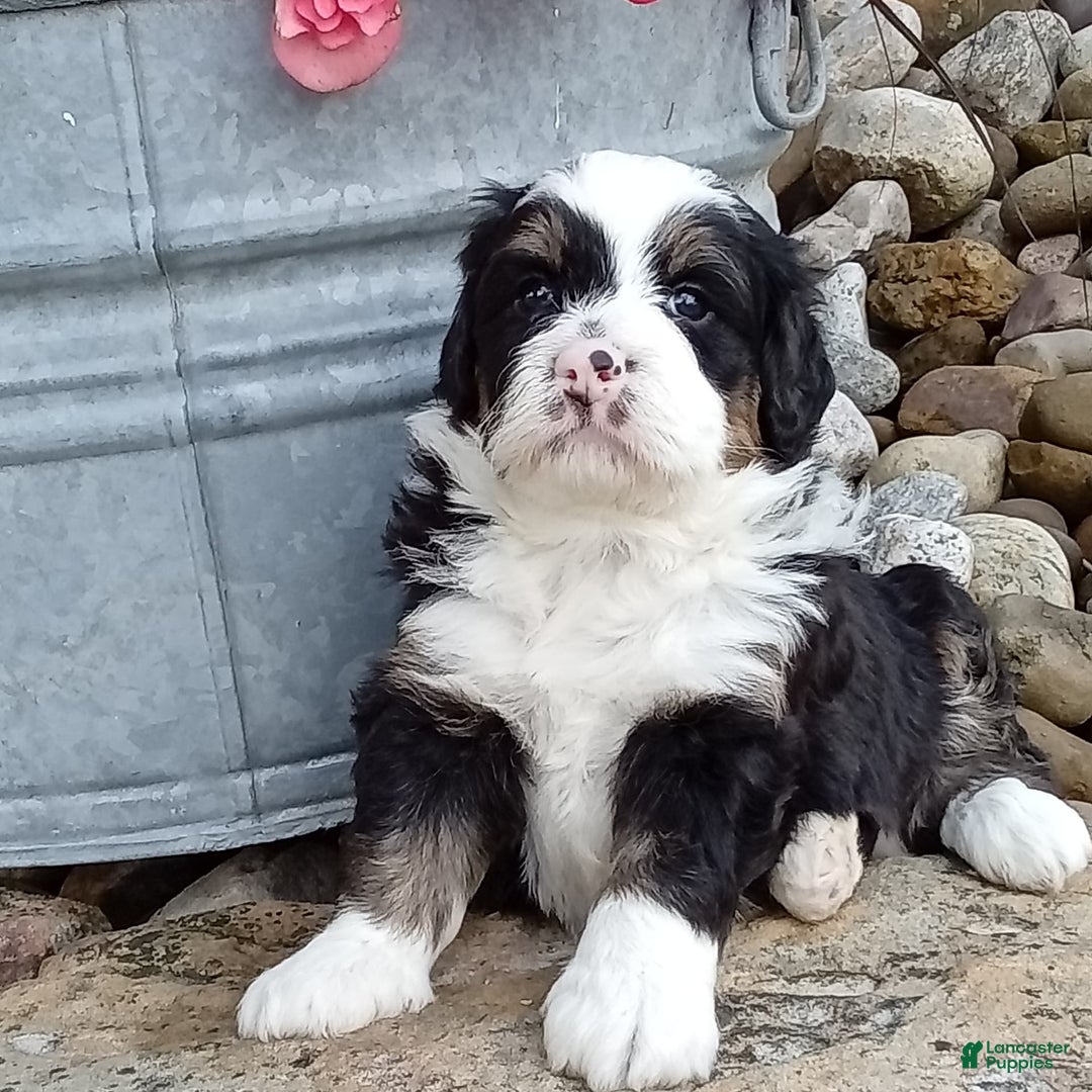 Mini Bernedoodle dogs for sale: Banjo - Image 15