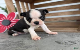 Boston Terrier dogs for sale: Brody - Image 2