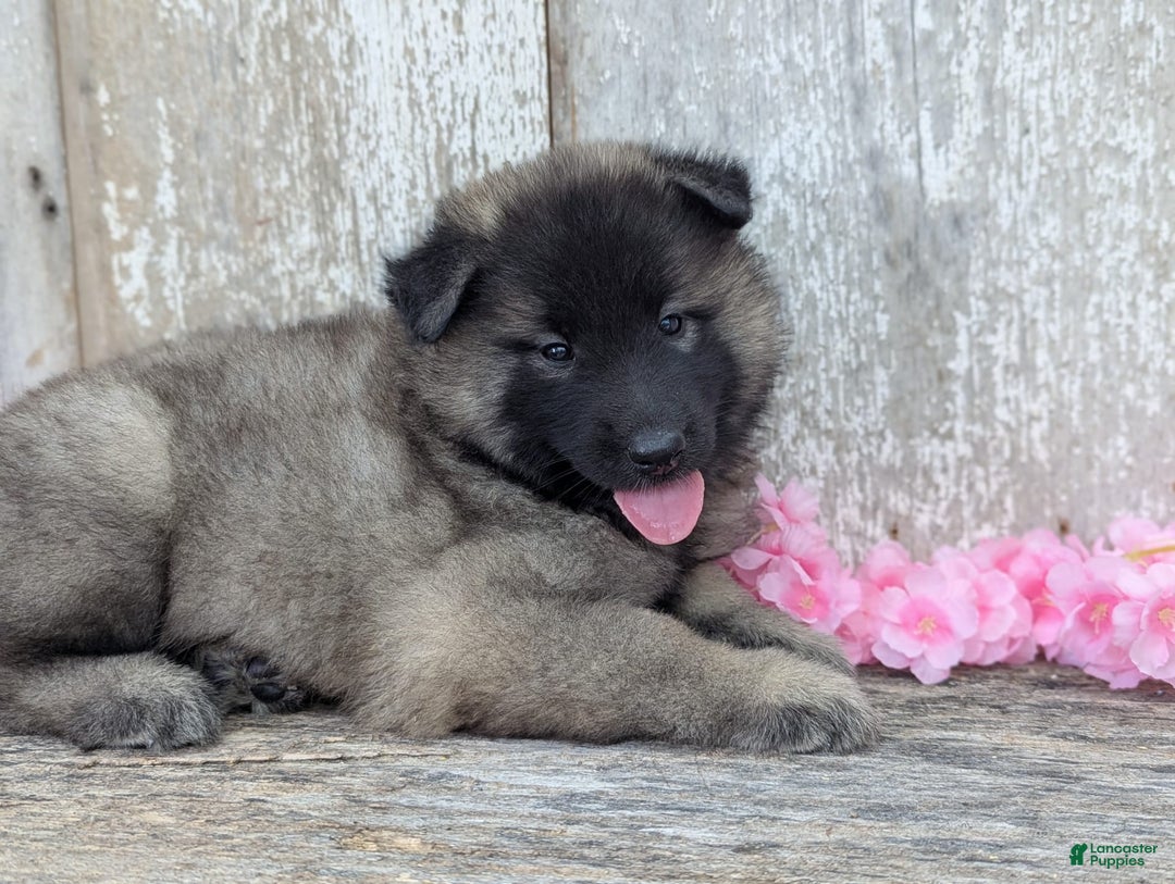 Belgian Tervuren dogs for sale: Mystic - Image 3