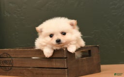 Pomeranian dogs for sale: Mario - Image 5