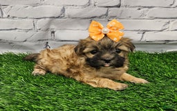 Morkie dogs for sale: Melody - Image 3