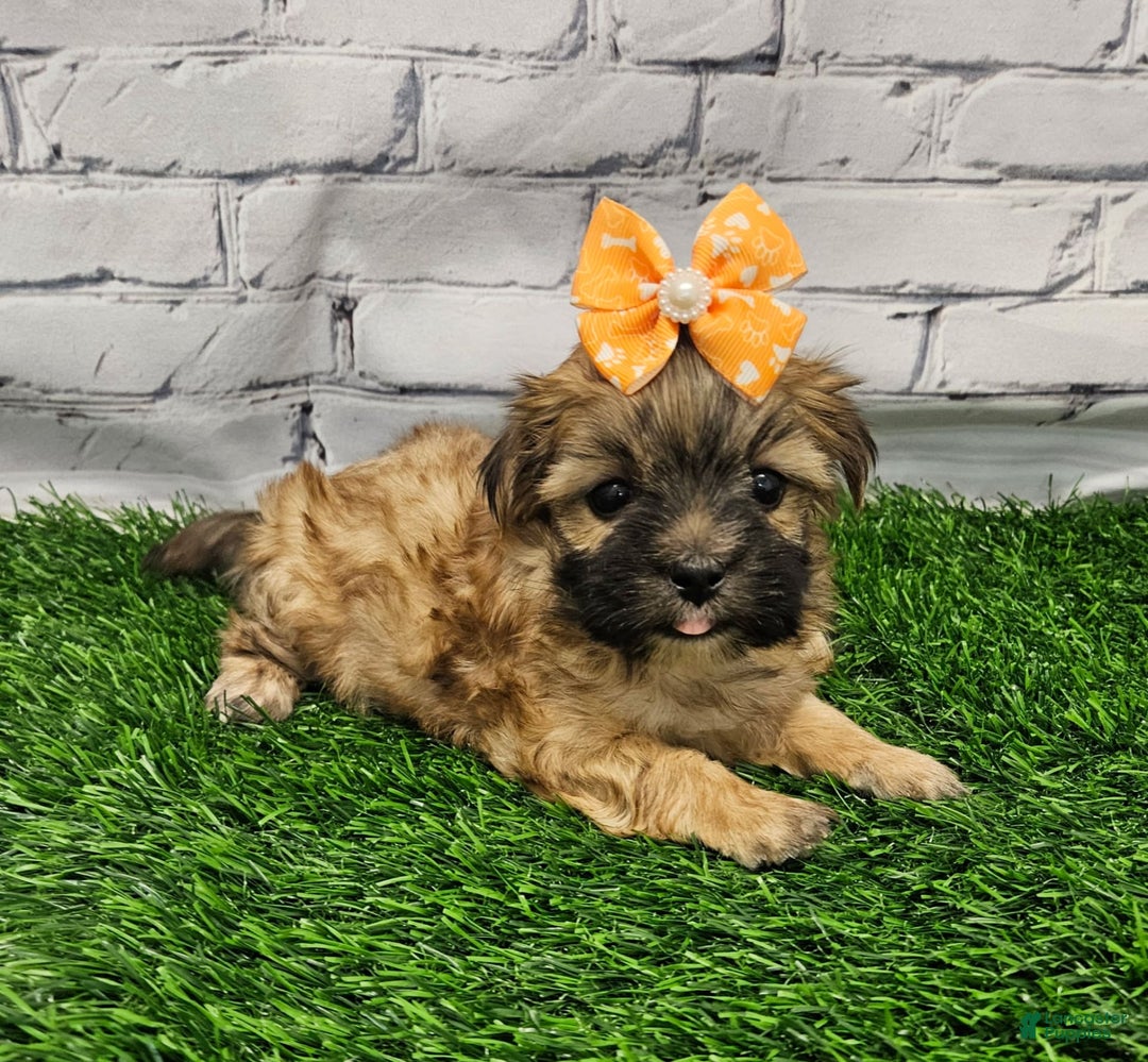 Morkie dogs for sale: Melody - Image 3