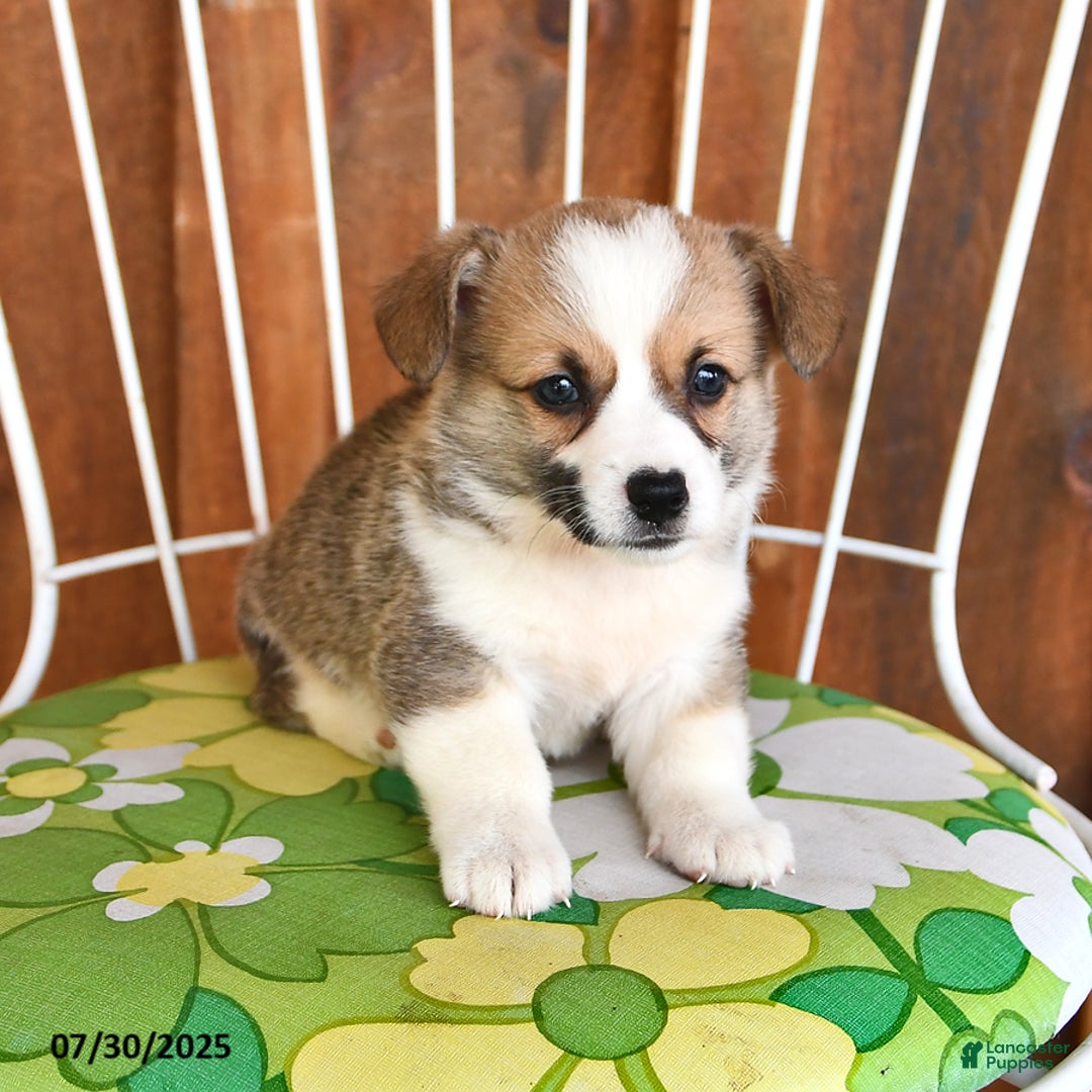 Welsh Corgi Pembroke dogs for sale: Samson - Image 4