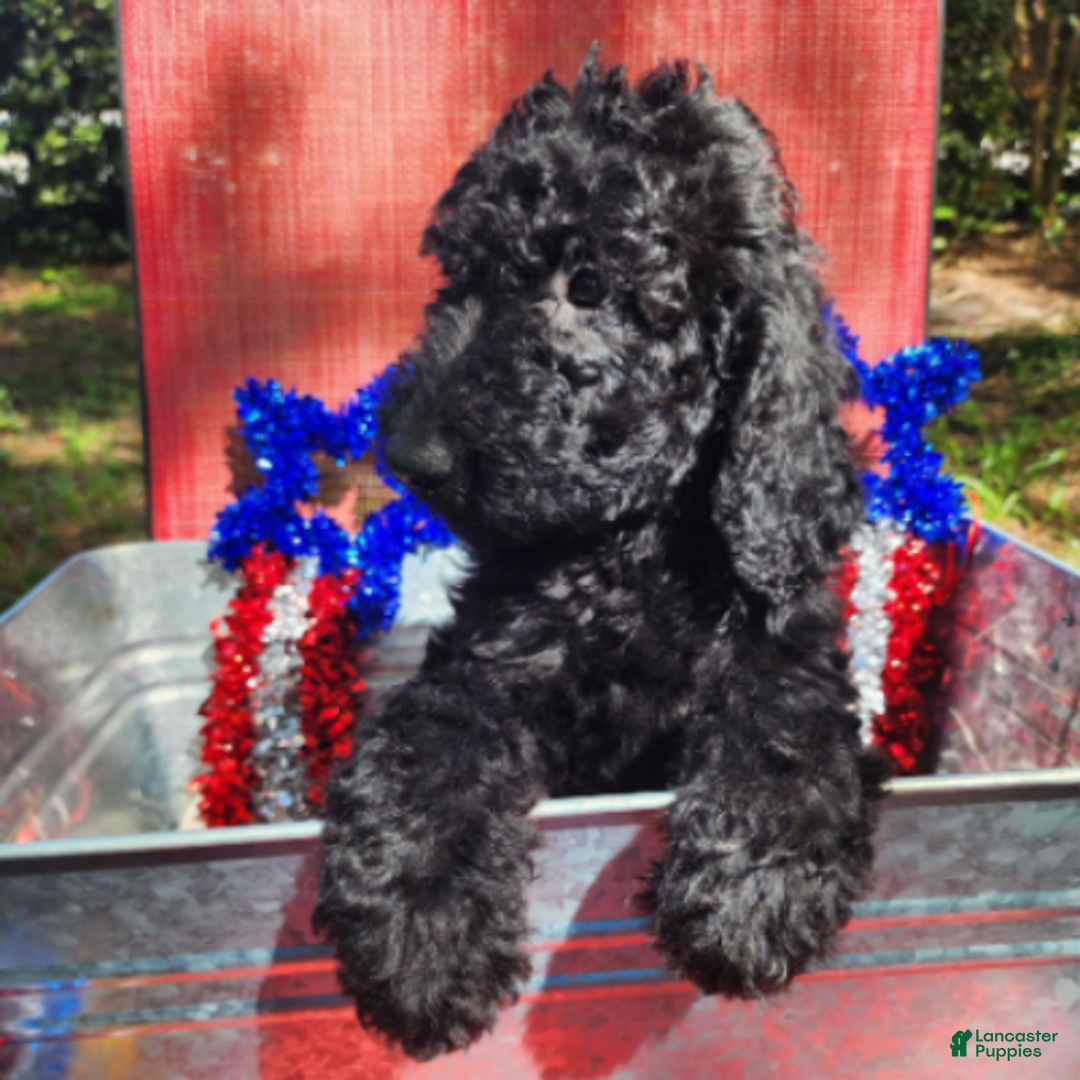 Goldendoodle dogs for sale: Max - Image 4